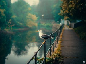 Preview wallpaper seagull, bird, river