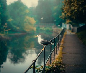 Preview wallpaper seagull, bird, river