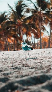 Preview wallpaper seagull, bird, sand, blur