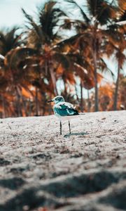 Preview wallpaper seagull, bird, sand, blur