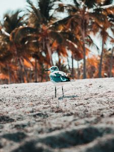 Preview wallpaper seagull, bird, sand, blur