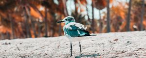 Preview wallpaper seagull, bird, sand, blur