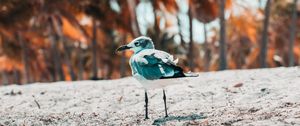 Preview wallpaper seagull, bird, sand, blur