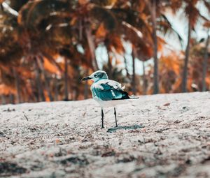 Preview wallpaper seagull, bird, sand, blur