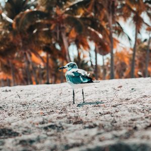 Preview wallpaper seagull, bird, sand, blur