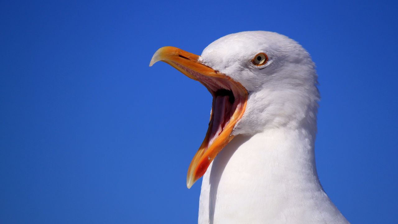 Wallpaper seagull, bird, scream, beak