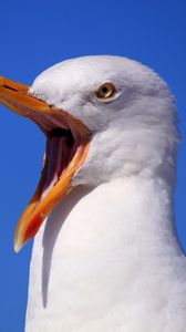 Preview wallpaper seagull, bird, scream, beak