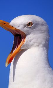 Preview wallpaper seagull, bird, scream, beak