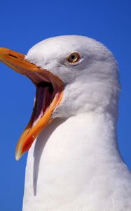 Preview wallpaper seagull, bird, scream, beak