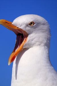 Preview wallpaper seagull, bird, scream, beak