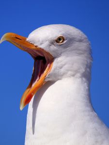 Preview wallpaper seagull, bird, scream, beak