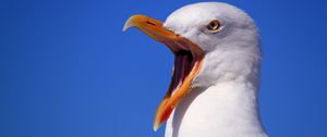 Preview wallpaper seagull, bird, scream, beak