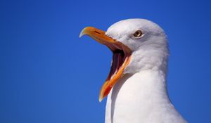 Preview wallpaper seagull, bird, scream, beak