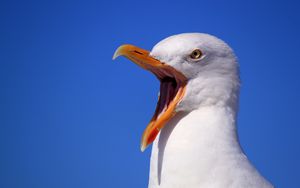 Preview wallpaper seagull, bird, scream, beak