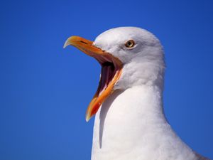 Preview wallpaper seagull, bird, scream, beak