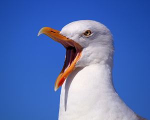 Preview wallpaper seagull, bird, scream, beak