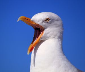 Preview wallpaper seagull, bird, scream, beak