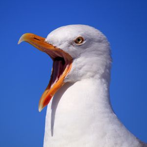 Preview wallpaper seagull, bird, scream, beak