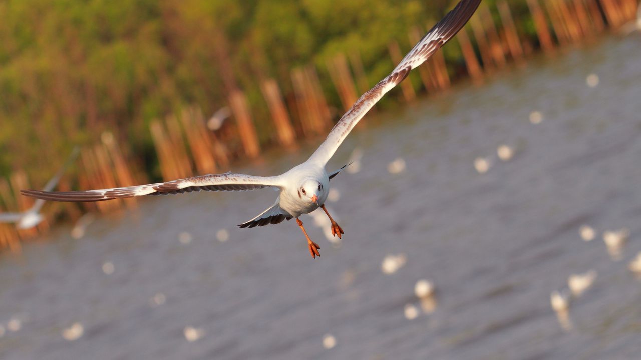 Wallpaper seagull, bird, sea, flying, flapping
