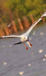 Preview wallpaper seagull, bird, sea, flying, flapping