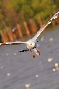 Preview wallpaper seagull, bird, sea, flying, flapping