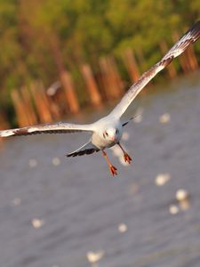 Preview wallpaper seagull, bird, sea, flying, flapping