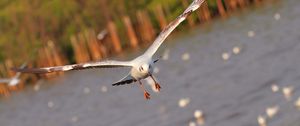 Preview wallpaper seagull, bird, sea, flying, flapping