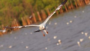 Preview wallpaper seagull, bird, sea, flying, flapping