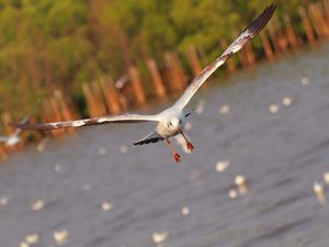 Preview wallpaper seagull, bird, sea, flying, flapping