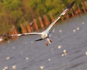 Preview wallpaper seagull, bird, sea, flying, flapping