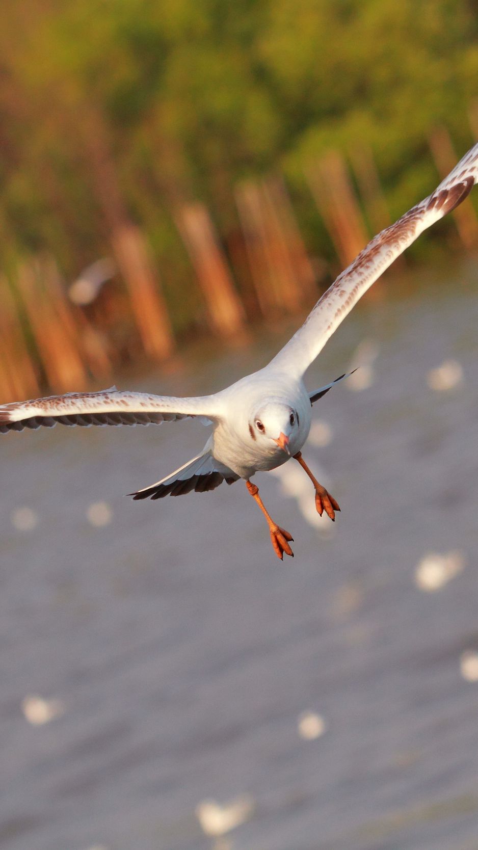 Download wallpaper 938x1668 seagull, bird, sea, flying, flapping iphone