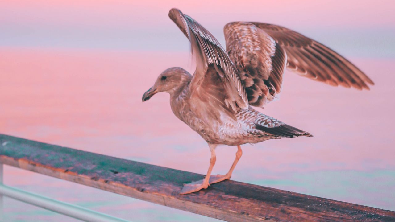 Wallpaper seagull, bird, sea, pink, pastel, handrail, pier