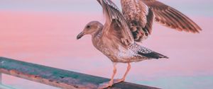 Preview wallpaper seagull, bird, sea, pink, pastel, handrail, pier