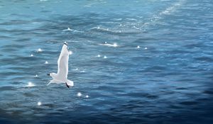 Preview wallpaper seagull, bird, sea, art