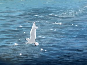 Preview wallpaper seagull, bird, sea, art