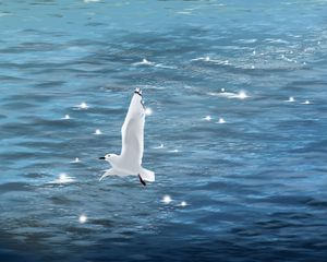 Preview wallpaper seagull, bird, sea, art