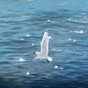 Preview wallpaper seagull, bird, sea, art