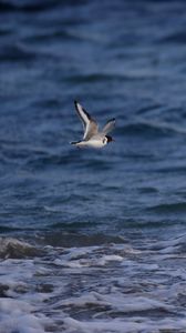 Preview wallpaper seagull, bird, sea, water, flight