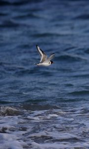 Preview wallpaper seagull, bird, sea, water, flight