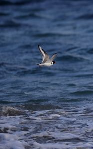 Preview wallpaper seagull, bird, sea, water, flight