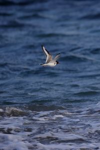 Preview wallpaper seagull, bird, sea, water, flight