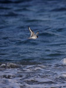 Preview wallpaper seagull, bird, sea, water, flight