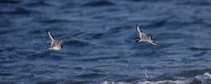 Preview wallpaper seagull, bird, sea, water, flight