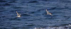 Preview wallpaper seagull, bird, sea, water, flight