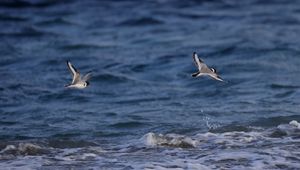 Preview wallpaper seagull, bird, sea, water, flight