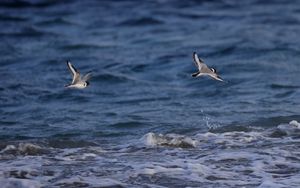 Preview wallpaper seagull, bird, sea, water, flight