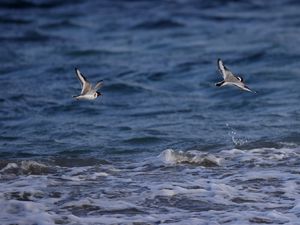 Preview wallpaper seagull, bird, sea, water, flight