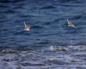 Preview wallpaper seagull, bird, sea, water, flight