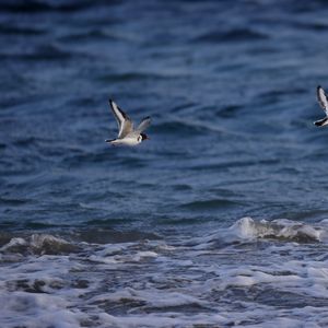 Preview wallpaper seagull, bird, sea, water, flight