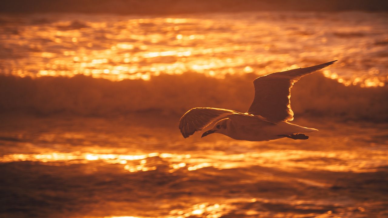 Wallpaper seagull, bird, sea, sunset, water